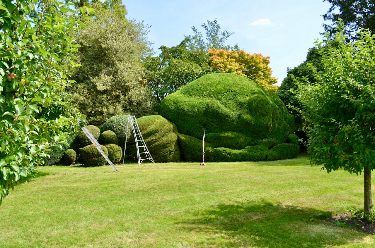 Beautifully sculpted garden hedges with ladders set against a lush green backdrop in summer.